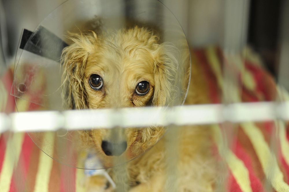 A dog waits in a cage after surgery at the Falls Road Animal Hospital, Baltimore, Md., June 18, 2014.