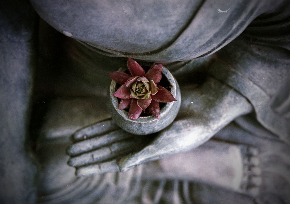 Succulent in monk's bowl statue. Free public domain CC0 image.