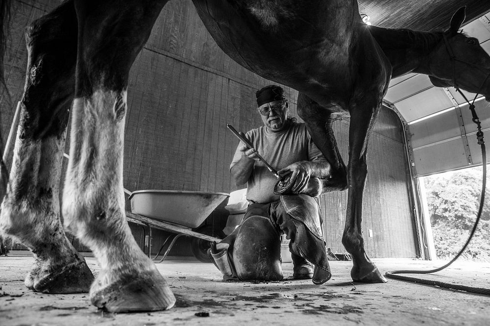 Heymering snips the hoof of a horse, prior to shoeing him. Heymering has been shoeing horses for more than forty years, and…