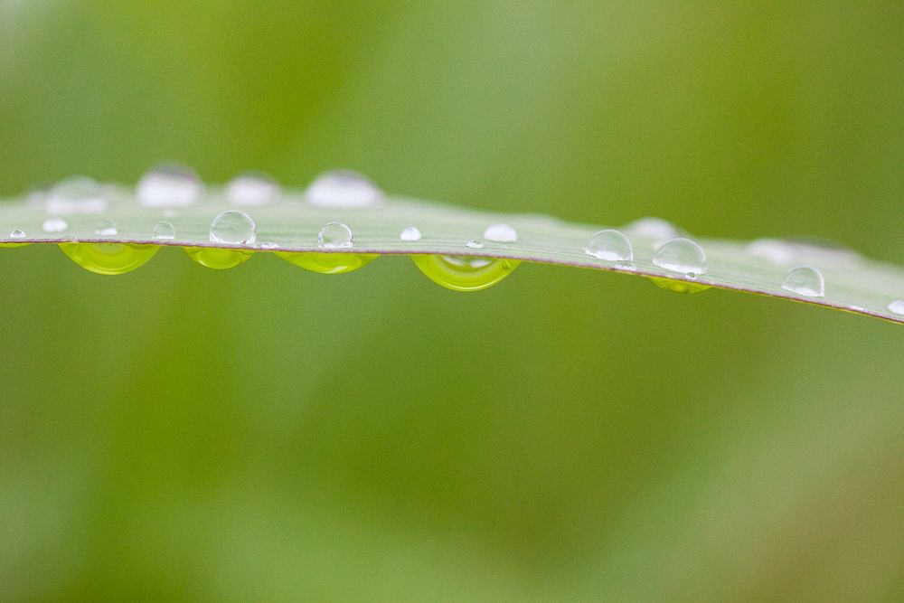 Raindrops. Original public domain image from Flickr