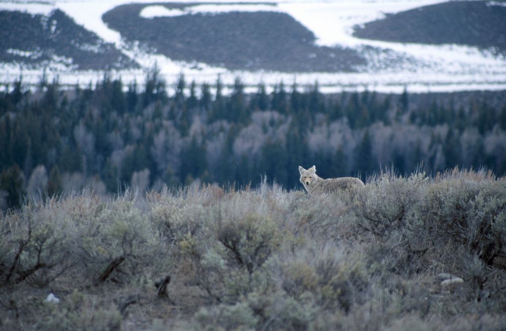 A lone coyote (Canis latrans) standing in sagebrush on a ridge somewhere in Wyoming. Photo credit: John Mosesso, USGS.…