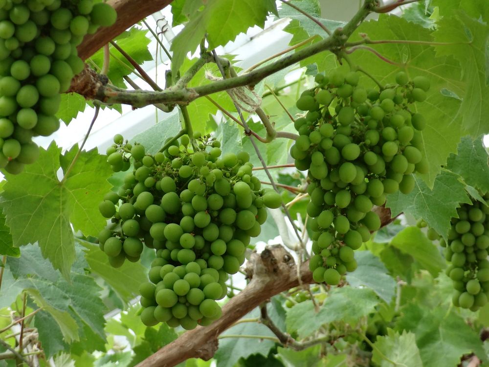 GRAPES. Original public domain image from Flickr