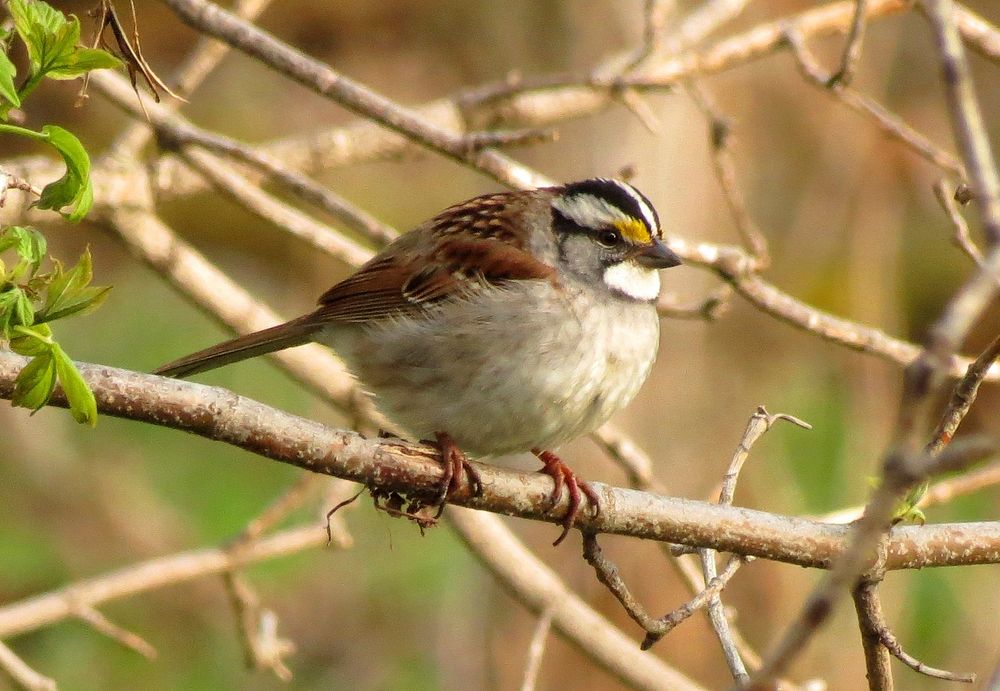 White-throated sparrowWhite-throated sparrow at Morris Wetland Management District. Photo by Alex Galt/USFWS. Original…