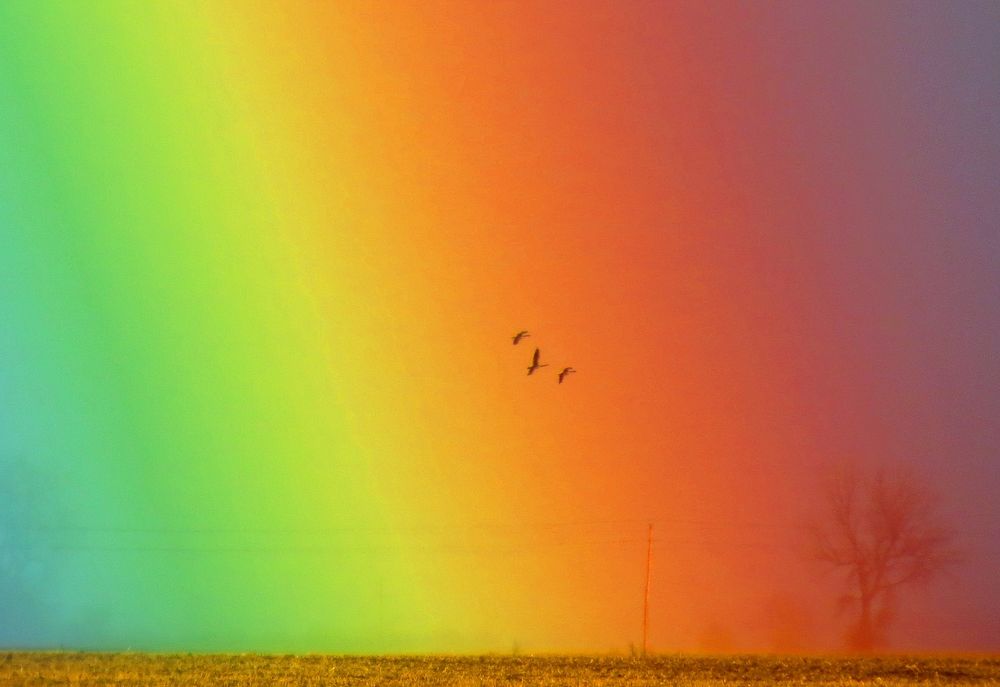Canada geese flying through a rainbow at Morris Wetland Management District. Original public domain image from Flickr