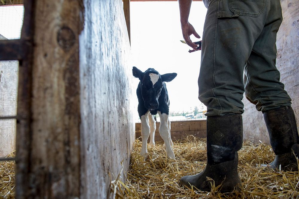 A newborn calf hesitates as a Southern Mountain Creamery worker attemts to clip an identification tag on its ear in…
