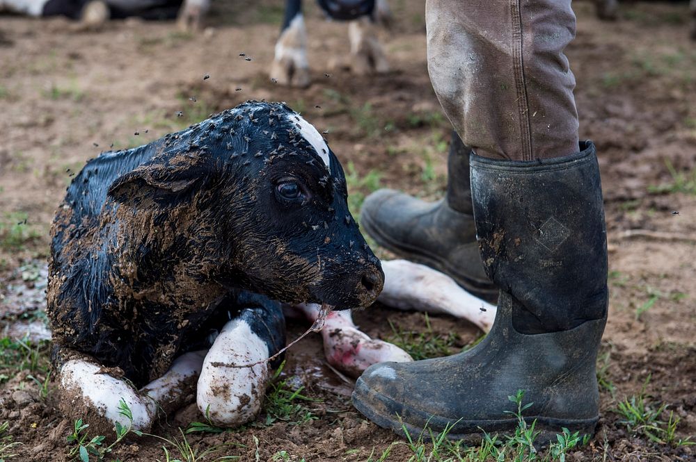 A newborn calf looks on as a worker at the Southern Mountain Creamery tends to it minutes after being born in Middleton…