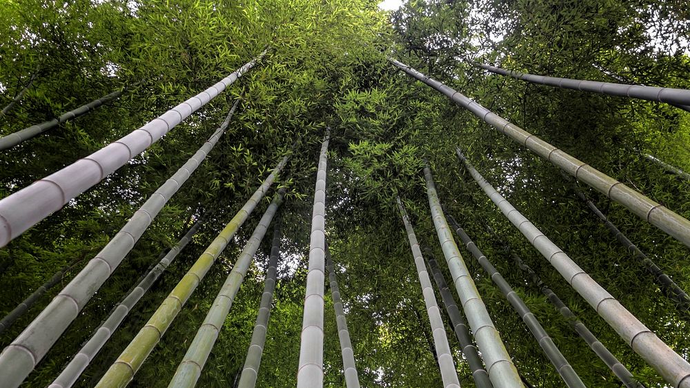 Bamboo Grove.