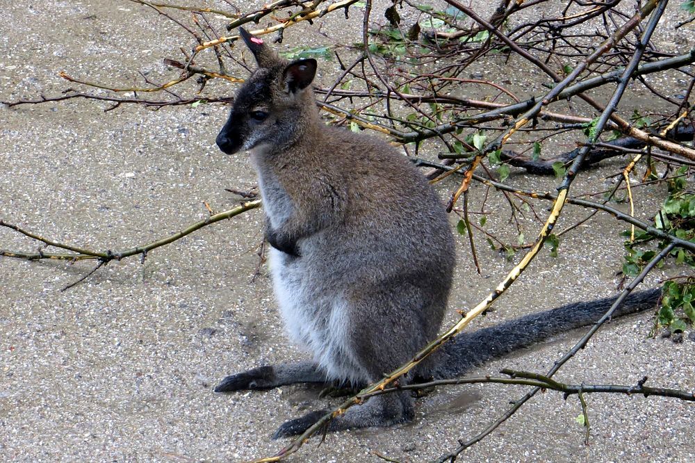 Awww...This must have been the most depressed animal in the world.It's obviously a kangaroo just sitting in the rain…