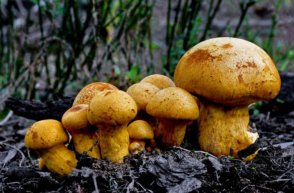 This impressive mushroom is found growing in dense clusters on stumps and logs of both hardwoods and conifers--and a number…