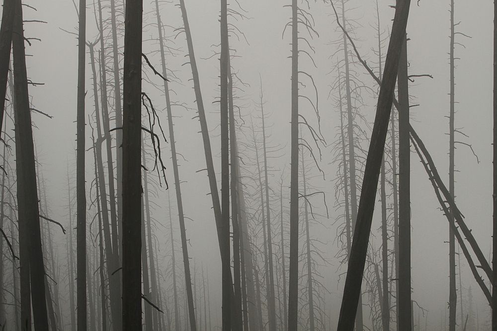 Foggy night on Mt. Washburn. Original public domain image from Flickr