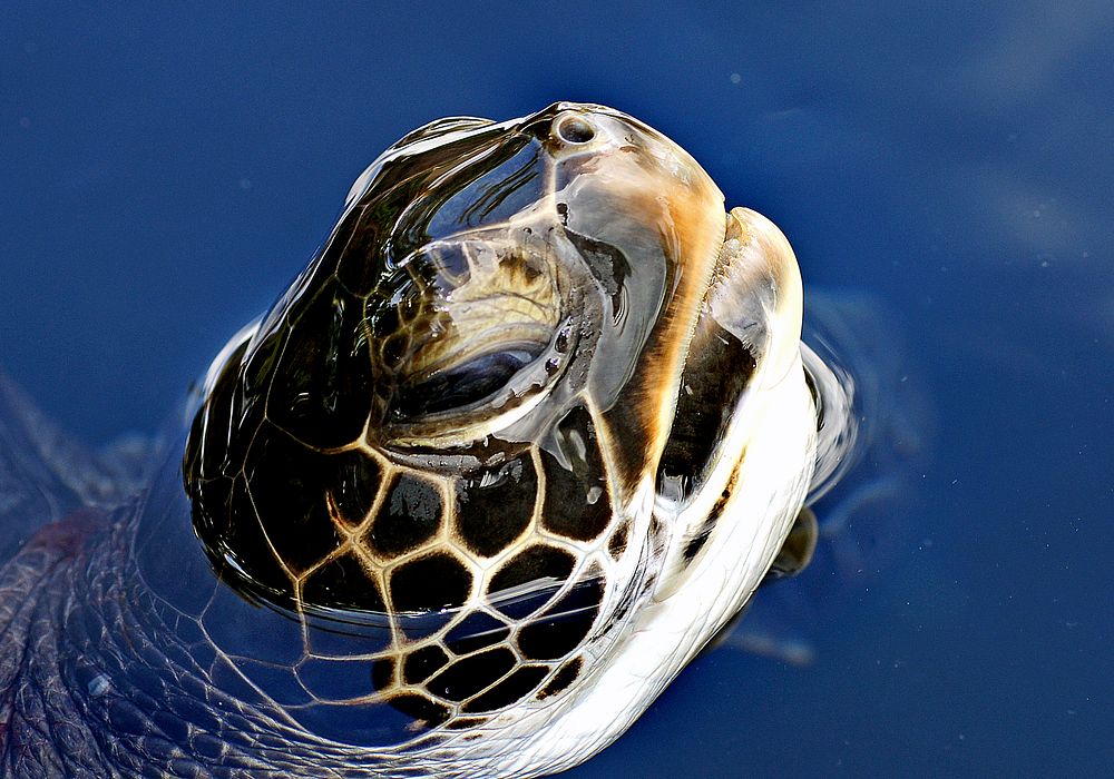 Green sea turtle. It is named not for the color of its shell, which is normally brown or olive depending on its habitat, but…