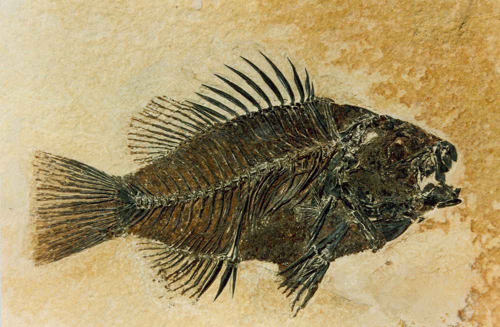 Eocene Sunfish. A prepared Priscacara fossil. Original public domain image from Flickr