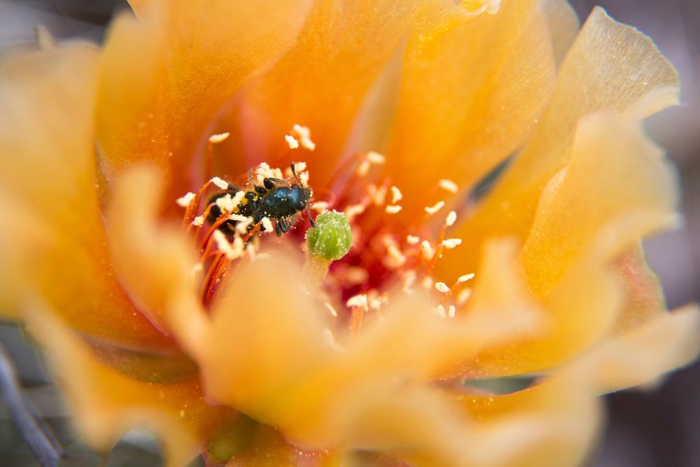 Prickly pear cactus and an insect pollinator. Original public domain image from Flickr