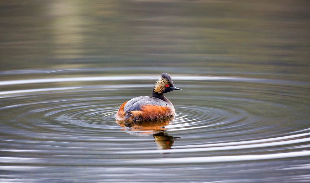 Eared grebe near Mammoth by Neal Herbert. Original public domain image from Flickr