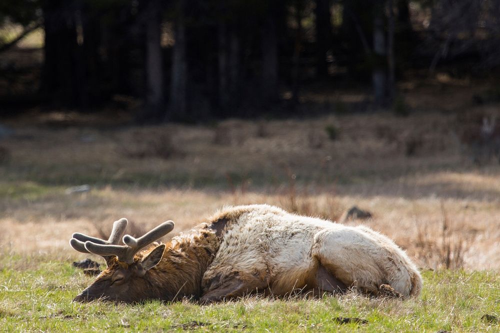 Bull elk sleeping in spring by Neal Herbert. Original public domain image from Flickr