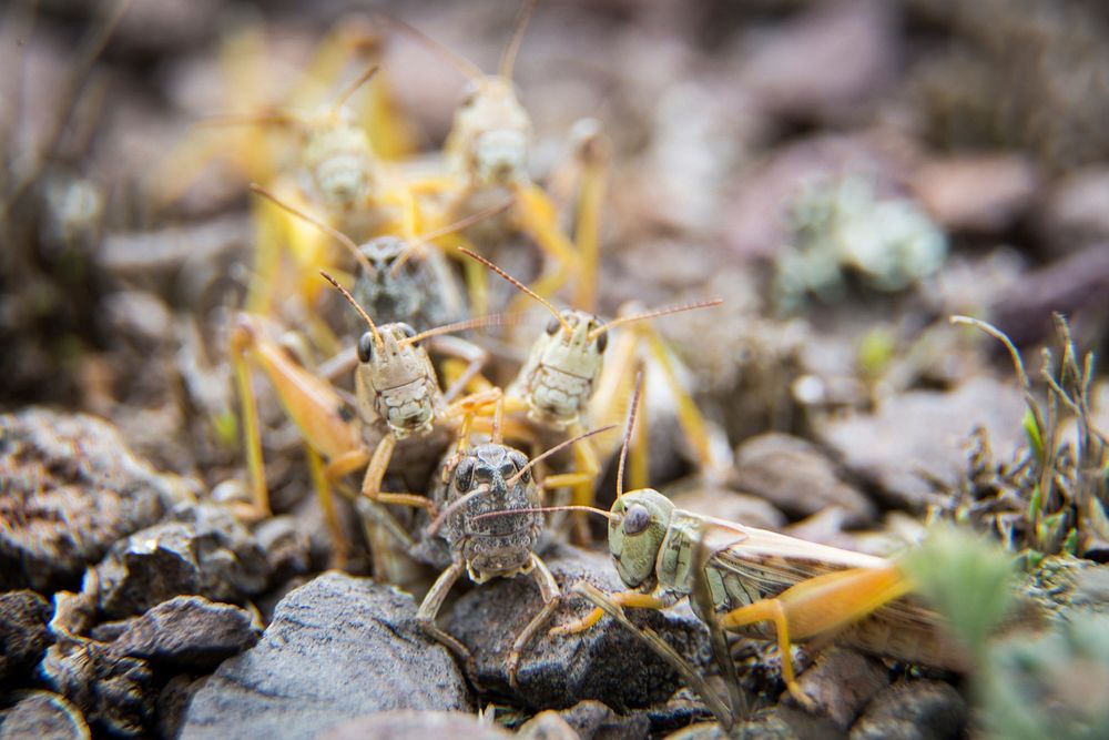 Grasshoppers in Lamar Valley. Original public domain image from Flickr