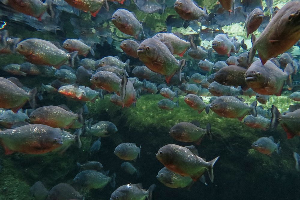 Piranhas!We visited the huge Blue Planet aquarium but most of my photos were rubbish. This one of piranhas wasn't bad…