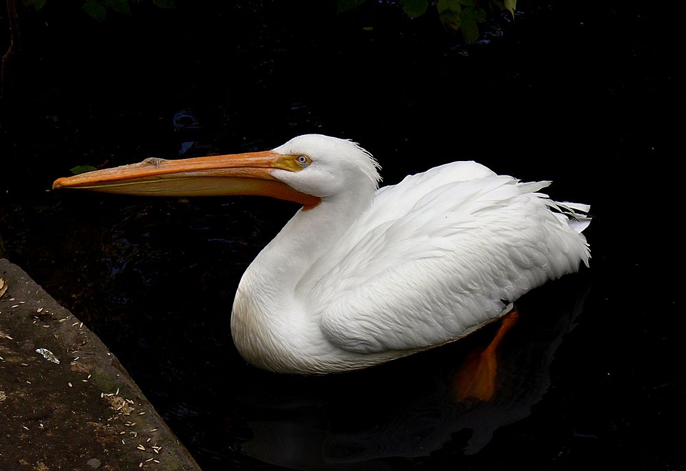 Pelican.Pelican is an amazing bird that can be found on all continents except on the Antarctica.
