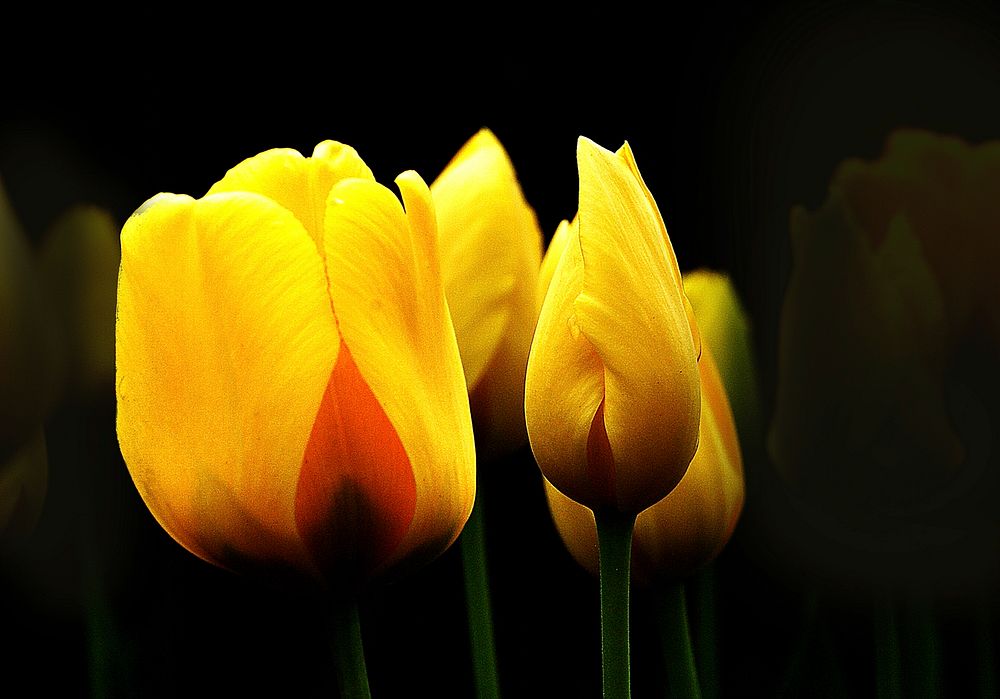 Yellow tulips.The tulip is a perennial, bulbous plant with showy flowers in the genus Tulipa, of which around 75 wild…