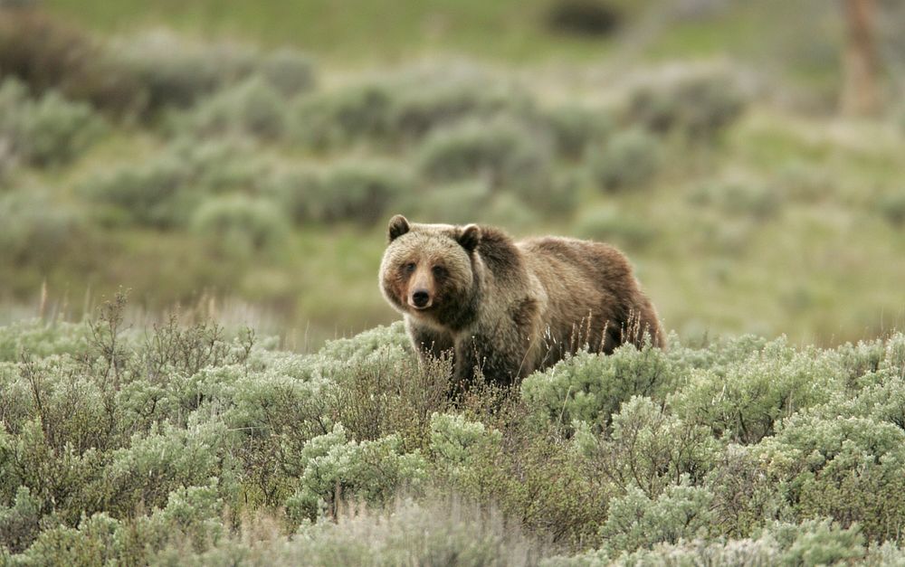 Grizzly bear on Swan Lake Flats by Jim Peaco. Original public domain image from Flickr