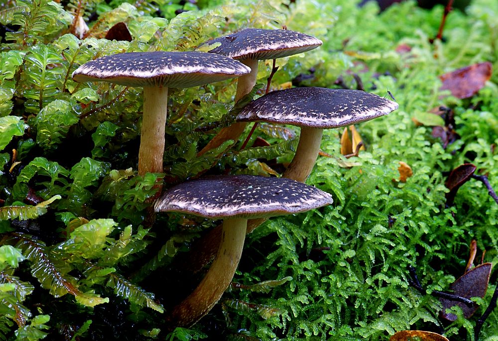 Hypholoma brunneum.Grows on wood in small clusters during autumn - winter. Original public domain image from Flickr