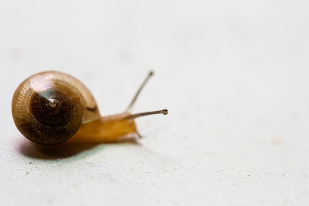 Hiya, Mr. Snail. Original public domain image from Flickr