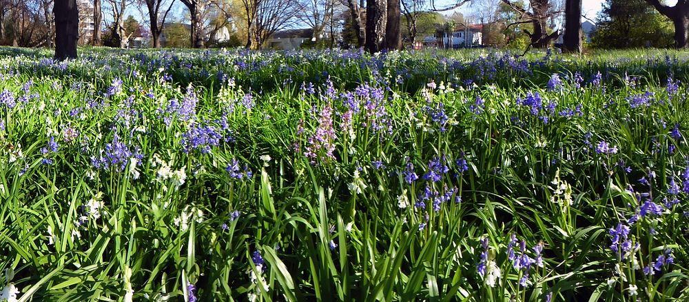 Snowdrops and bluebells.