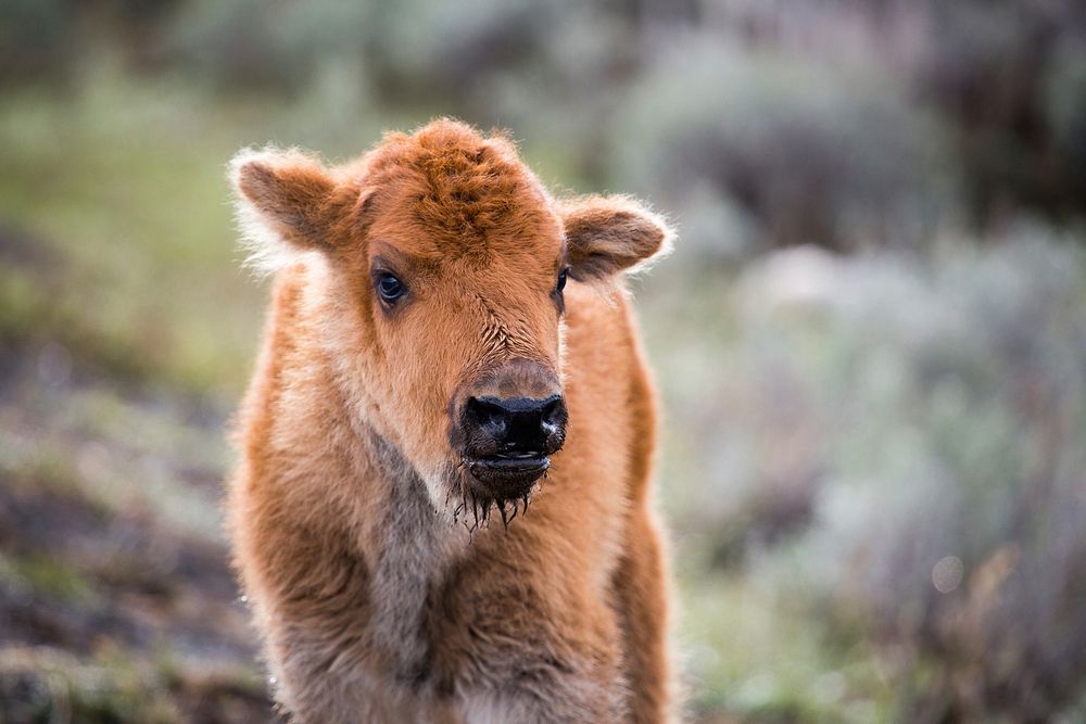 Bison calf. Original public domain image from Flickr