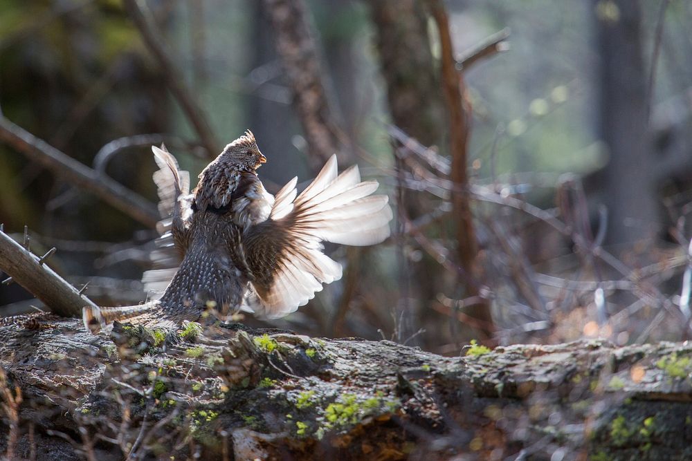 Ruffed grouse drumming by Neal Herbert. Original public domain image from Flickr
