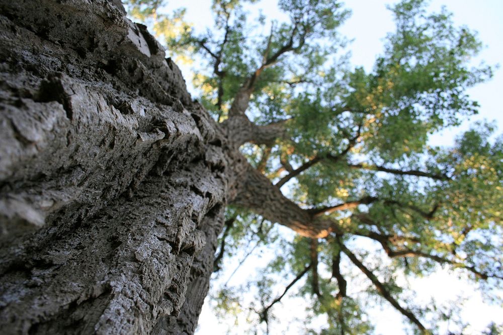 Tall old treePhoto by Courtney Celley/USFWS. Original public domain image from Flickr