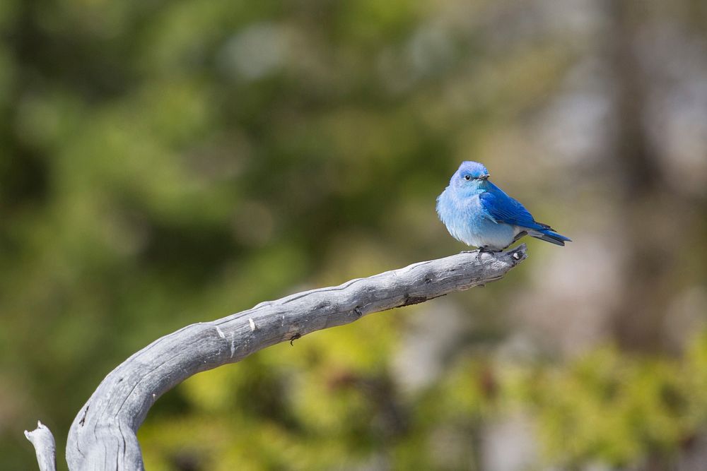 Mountain bluebird in the Lower Geyser Basin by Neal Herbert. Original public domain image from Flickr