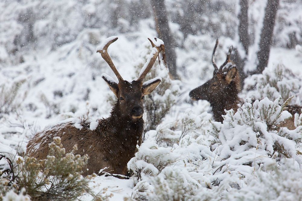 Young bull elk on snowy day. Original public domain image from Flickr