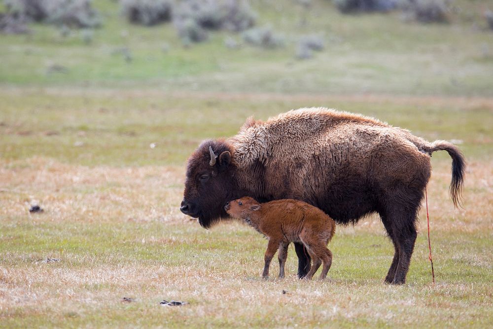 Newly born bison calf and mother in Lamar Valley. Original public domain image from Flickr