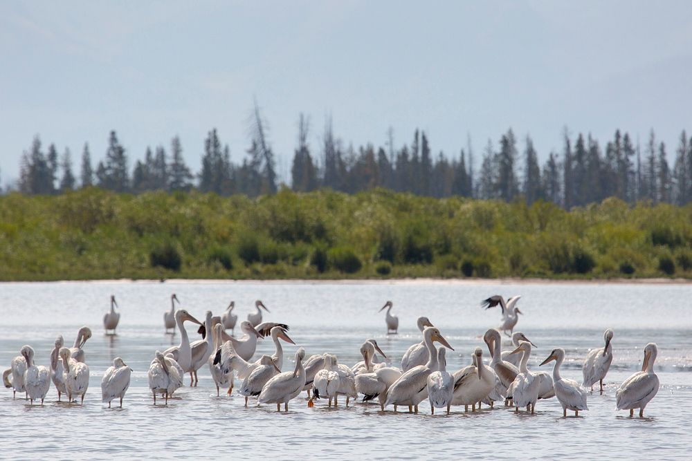 Pelicans in the southeast arm of Yellowstone Lake by Neal Herbert. Original public domain image from Flickr