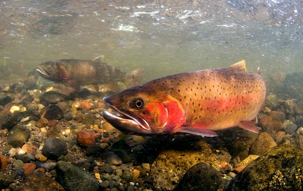 Spawning cutthroat trout, Lamar Valley. Original public domain image from Flickr