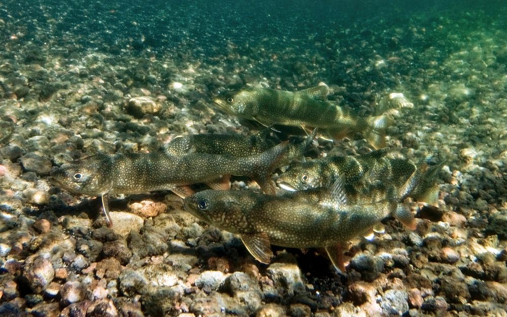 Spawning Lake trout at Shoshone Lake by Jay Fleming. Original public domain image from Flickr