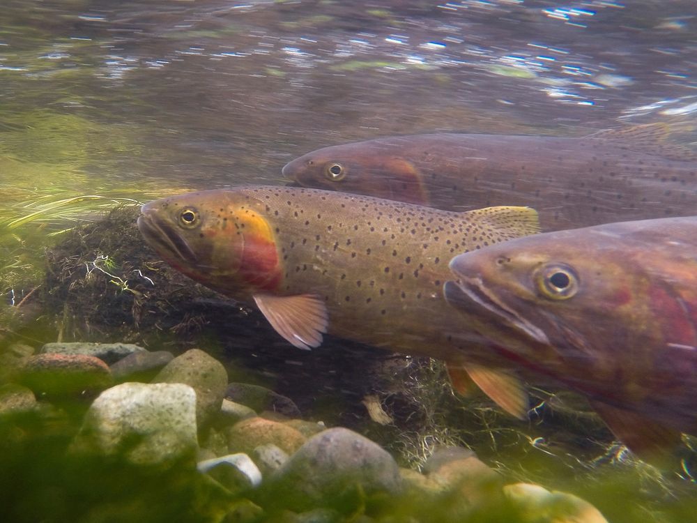 Cutthroat trout by Neal Herbert. Original public domain image from Flickr
