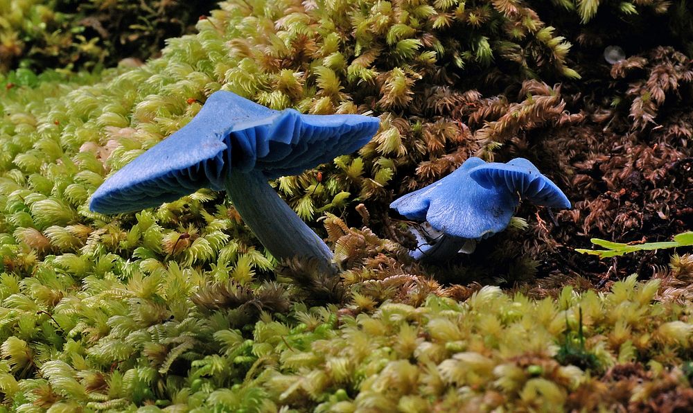 Entoloma hochstetteri is species mushroom | Free Photo - rawpixel