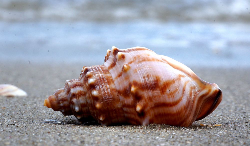 Struthiolaria papulosa, common name the "ostrich foot snail" or "ostrich foot shell", is a species of medium-sized sea…