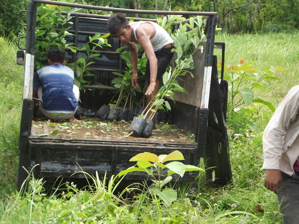 Seedlings transported to the planting location. Volunteers from Ie Jeurneeh village load onto a truck seedlings that will be…