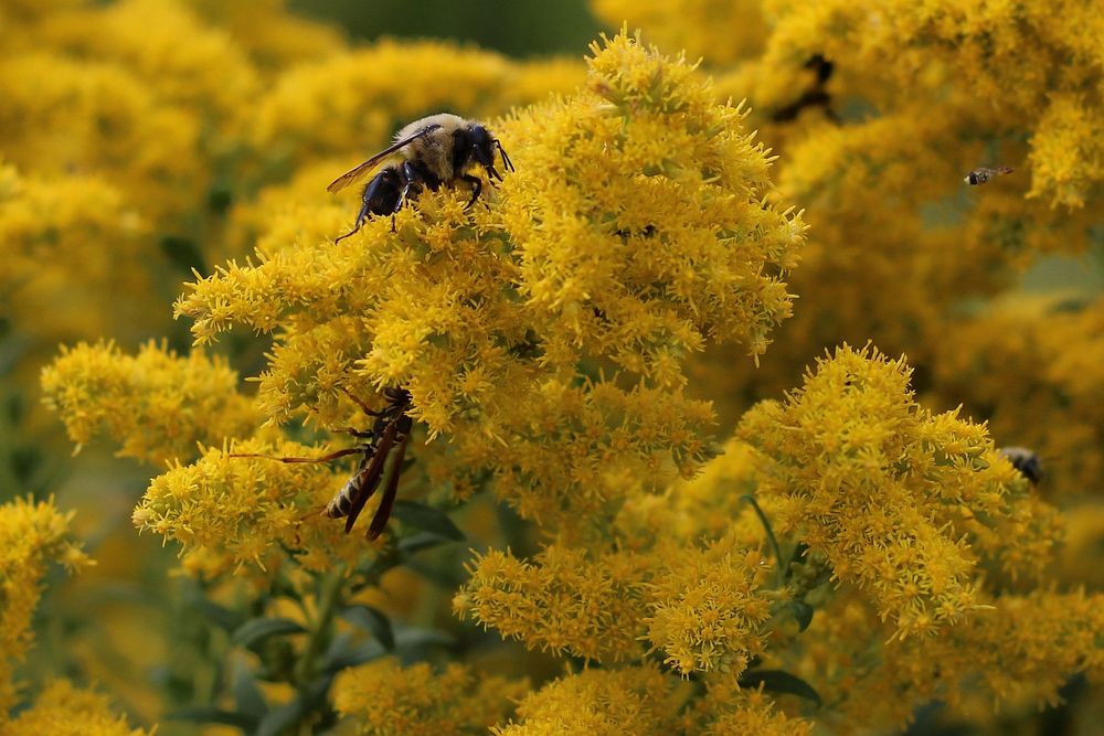 Pollinator hotspotPhoto by Courtney Celley/USFWS. Original public domain image from Flickr