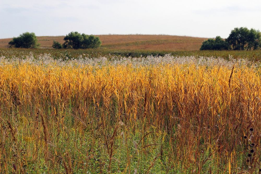 Fall on the prairiePhoto by Courtney Celley/USFWS. Original public domain image from Flickr