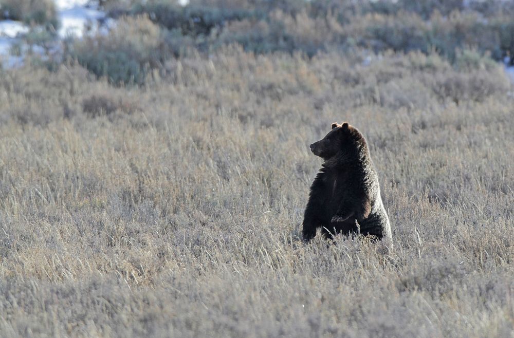Grizzly bear in Hayden Valley by Jim Peaco. Original public domain image from Flickr