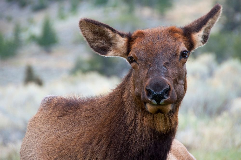 Cow elk by Neal Herbert. Original public domain image from Flickr