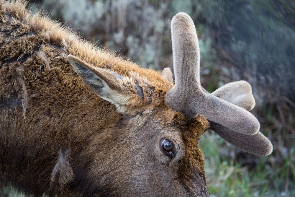Bull elk with velvet on growing antlers by Neal Herbert. Original public domain image from Flickr