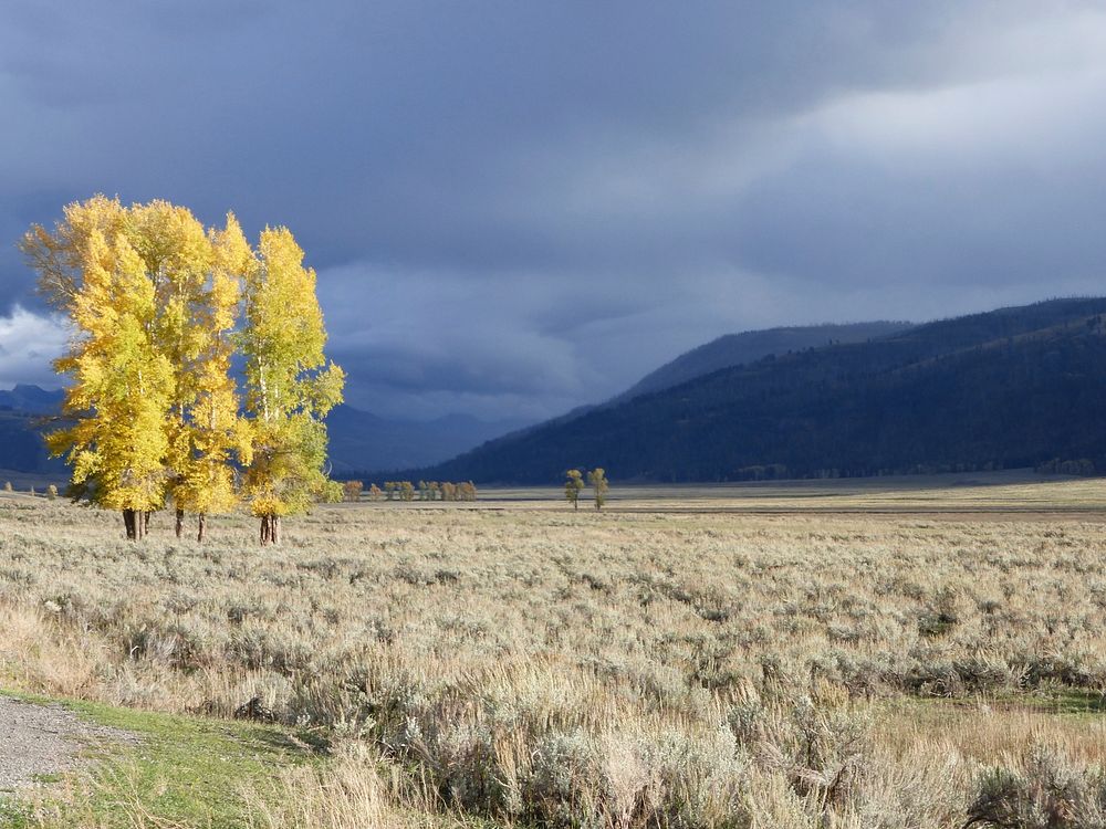 Fall colors in Lamar Valley by Al Nash. Original public domain image from Flickr