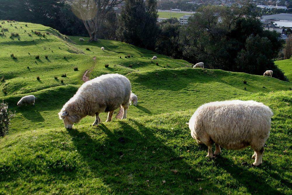 Sheep grazing. Original public domain image from Flickr