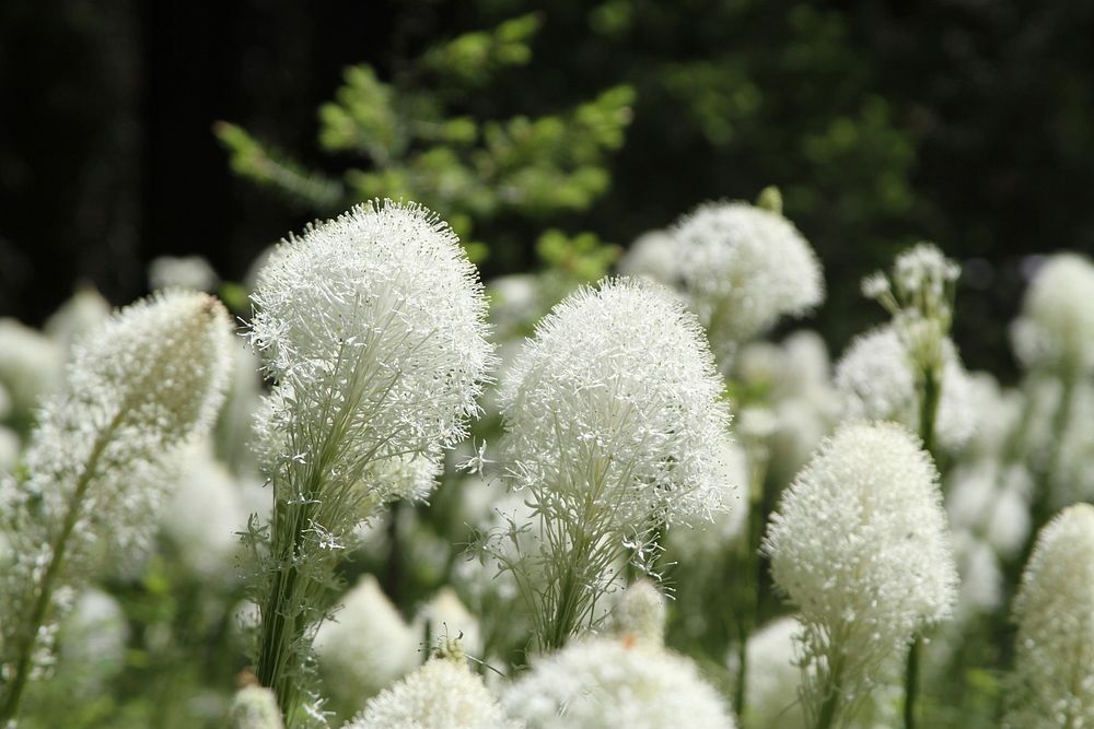 Beargrass - Xerophyllum tenax. Original public domain image from Flickr