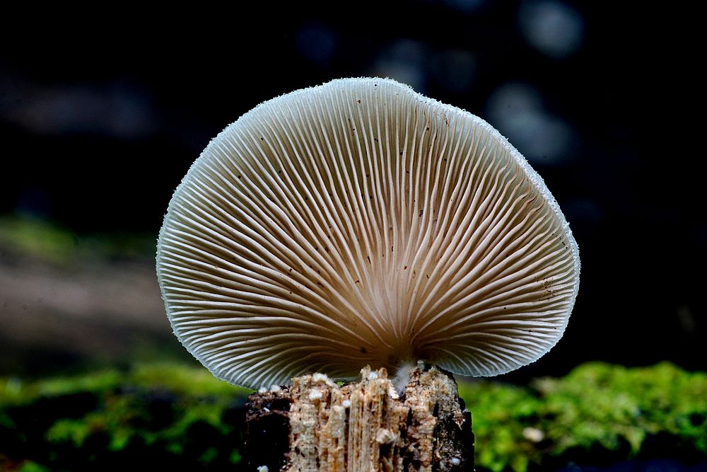 Crepidotus versutusCrepidotus versutus, commonly known as the evasive agaric, is a species of fungi in the family…