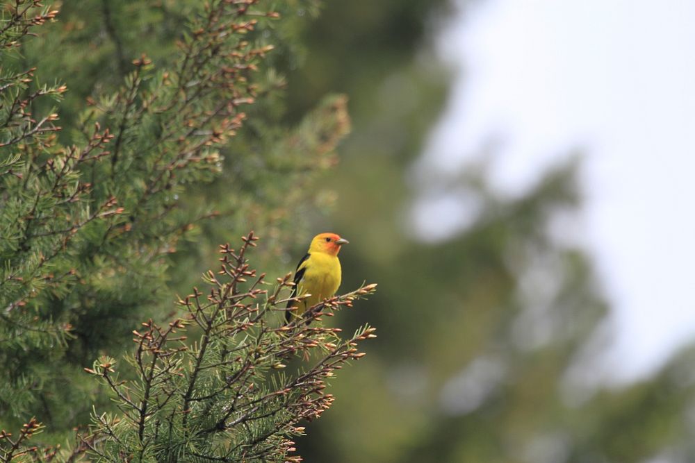 Western Tanager. Original public domain image from Flickr